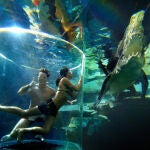 Crocosaurus Cove es el santuario mundial de los cocodrilos donde te permiten sumergirte en una jaula de cristal durante 15 minutos