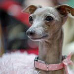 El experimento aplica la inteligencia artificial a los perros
