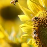 Varias abejas cubiertas de polen planean sobre un campo de girasoles