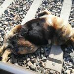 Los cadáveres de los perros fueron encontrados al paso del tren por los municipios sevillanos de Espartinas, Olivares, Salteras y Villanueva del Ariscal,