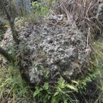 Fotografía facilitada por la revista Plos One de un sural, un tipo de montículo que se encuentra en algunos humedales sudamericanos. Algunos sucesos atraen a veces la curiosidad de los científicos, como los «círculos de hadas» o los de los cultivos, y uno de ellos, el de los surales o grandes montículos que se forman en humedales tropicales de Sudamérica, ya no tiene misterios pues han sido creados por lombrices de tierra