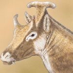 Recreación artística del Xenokeryx amidalae