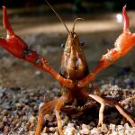 Cangrejo rojo de las marismas, especie invasora