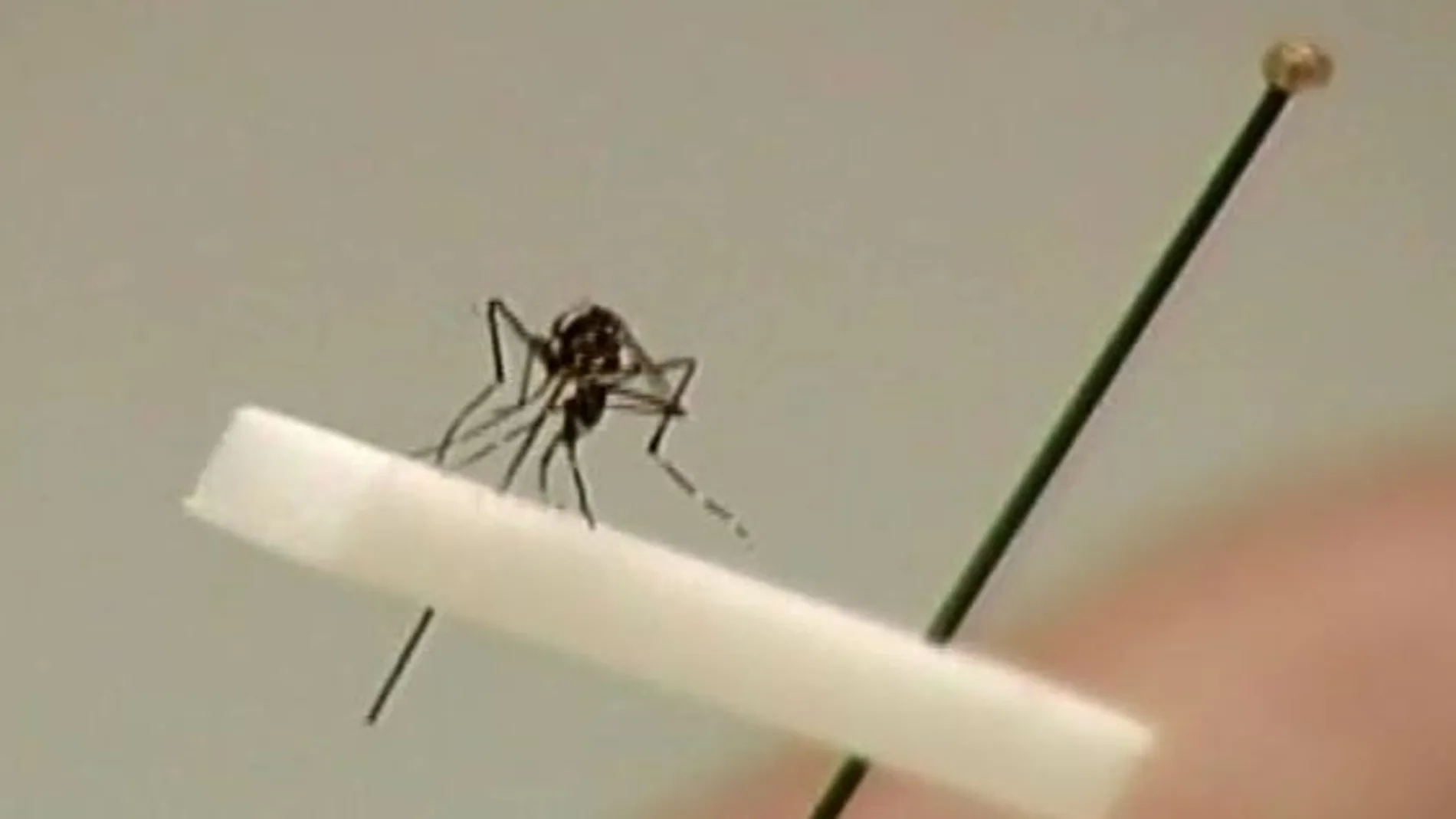 Los mosquitos tigre de los veranos