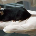 Crean ratones super inteligentes y abren la vía a nuevas terapias para el Alzheimer