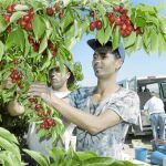  La crisis en el campo devuelve a los inmigrantes a la Casa de la Caridad