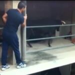 El toro subió hasta el tercer piso