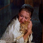 Gatos, los animales más festejados