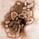 La secuenciación del genoma del virus de la gripe A desvela su origen aviar y que ha circulado desde 1998