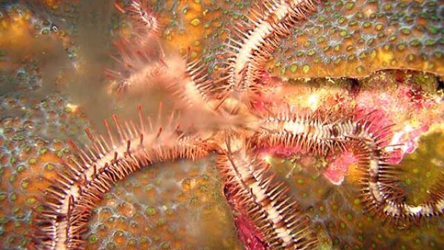 El ofiuro Ophiocoma wendtii.
