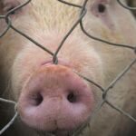 La carne de cerdo, en el punto de mira