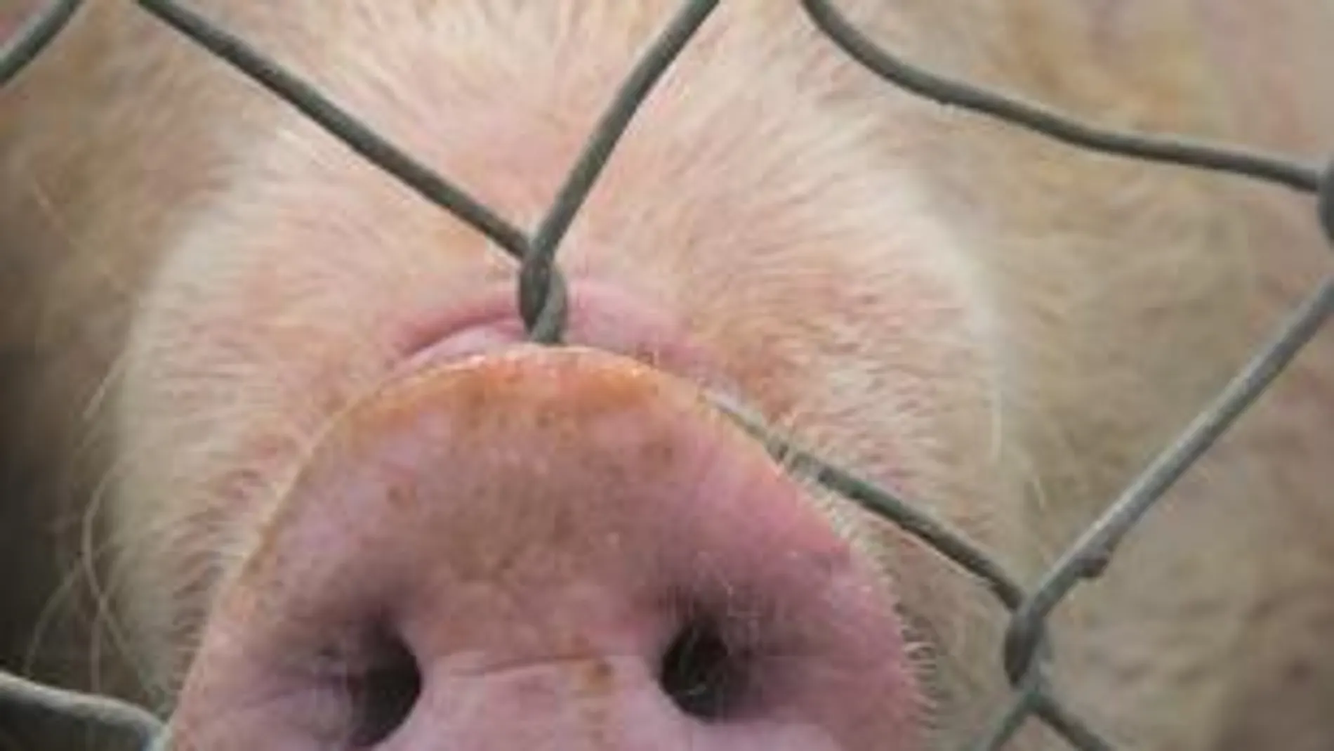 La carne de cerdo, en el punto de mira