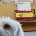 Los balcones ya lucían la bandera ayer en las calles de Madrid