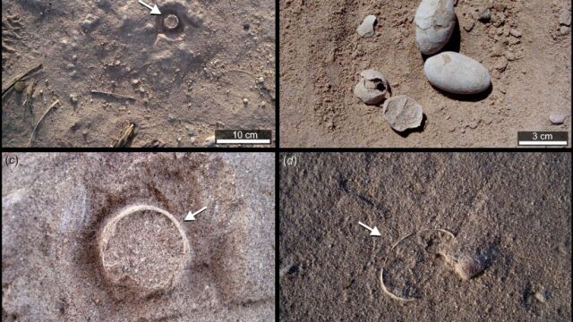 Identifican a un titanosaurio escudriñando la cáscara de un huevo