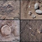 Identifican a un titanosaurio escudriñando la cáscara de un huevo