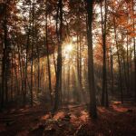 Vista de un atardecer en un bosque ubicado cerca a Grosskarlbach (Alemania).