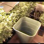 Imagen del vídeo difundido por los Mossos en el que pueden apreciarse la plantación de marihuana
