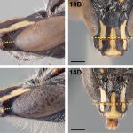 Detalle de la nueva especie en comparación con otra similar