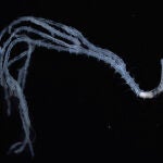 Parte anterior de un ejemplar de Ramisyllis multicaudata. Microscopía óptica