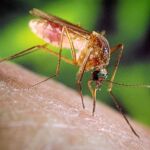 En un año, los investigadores de la UV detectaron 10.000 «anopheles atroparvus» en el Delta del Ebro