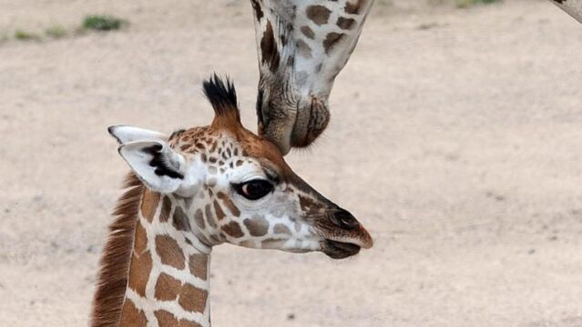 Una jirafa hembra junto a su cría recién nacida en el zoo de Praga