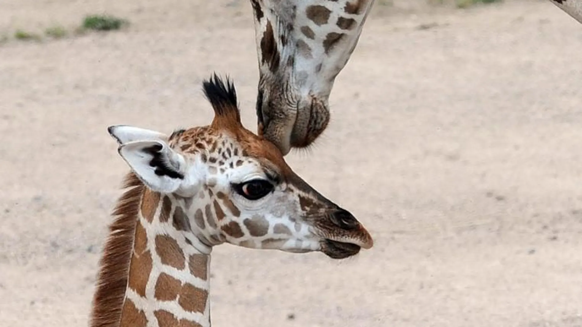 Una jirafa hembra junto a su cría recién nacida en el zoo de Praga