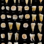 Imagen de los dientes hallados en una cueva en el sur de China