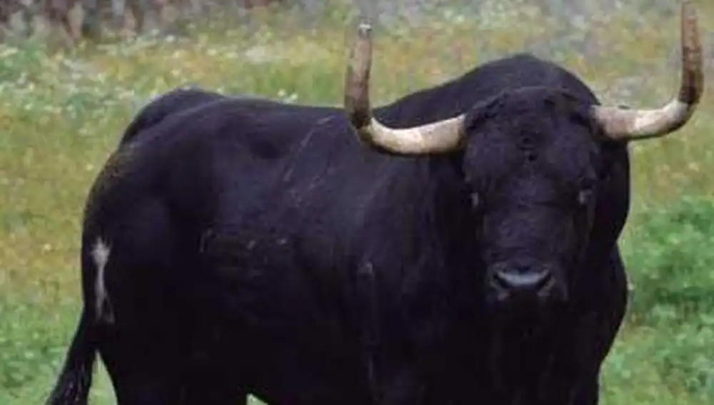 «Rompesuelas» será alanceado hoy en Tordesillas