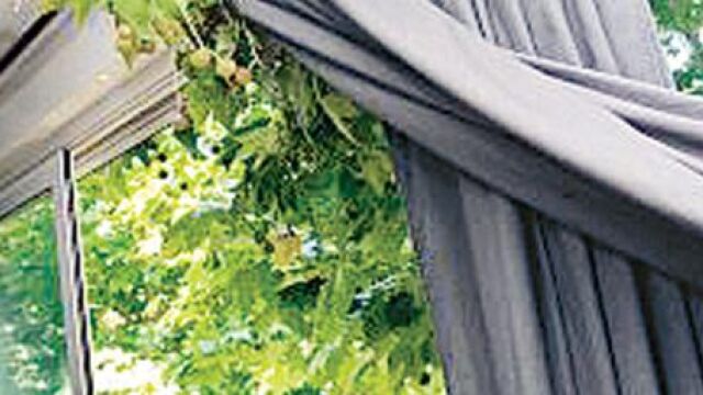Ramas dentro de casa porque el Consistorio sólo poda cada 4 años