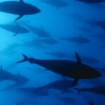 Banco de atunes en Malta/ Foto: www.wild-wonders.com