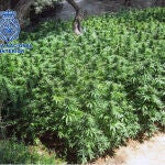 Imagen de la plantación desmantelada por la Policía