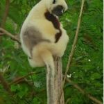 A diferencia de los simios más parecidos a los humanos sí sobrevivieron a esa ola de frío los estrepsirrinos, un suborden de primates que conserva características más primitivas