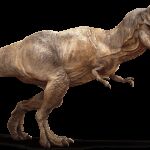 Los poderosos dientes de siera del Tyrannosaurus rex