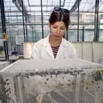 Las universidades de Alicante, Helsinki (Finlandia) y Novis Sad (Serbia), junto a las empresas Bioflytech (San Vicente del Raspeig) y Agriprotein (Sudáfrica), participan en un innovador proyecto financiado por la Unión Europea, una de cuyas vertientes es la producción masiva y controlada de diversas especies de moscas para obtener harina de insecto como proteína alternativa en la alimentación animal.