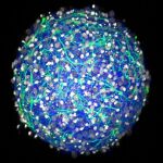 Los investigadores han creado minicerebros de neuronas. Imagen: Laboratorio Hoffman-Kim