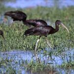 Detectan poblaciones permanentes de «morito común» en La Albufera