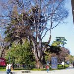El almez del Prado