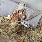 El infierno animal existe, está en la Cañada Real