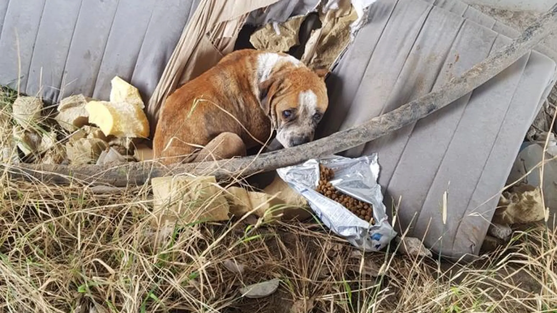 El infierno animal existe, está en la Cañada Real