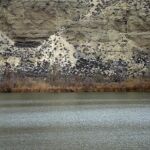 Un grupo de gaviotas levanta el vuelo sobre la Laguna del Campillo, en el Parque Regional del Sureste, en Rivas Vaciamadrid (Madrid)