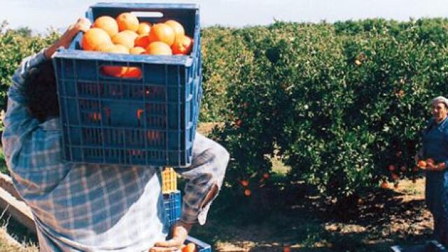 La superficie agrícola ha caído un 8,5 por ciento en cinco años