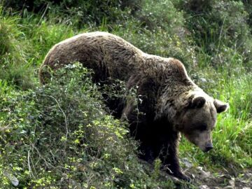 Las poblaciones de oso pardo en las comunidades del Cant&aacute;brico se recuperan poco a poco