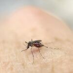 Aedes aegypti, el mosquito responsable del contagio de la enfermedad