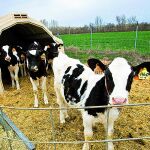 Vacas en la granja de GAZA en Santa Cristina de la Polvorosa (Zamora).
