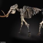 Un esqueleto de un mamut, en una imagen de archivo