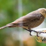 El tordo cabeza marrón (‘Molothrus ater’), uno de los pájaros analizados
