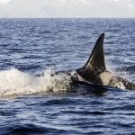 El avistamiento de orcas en estas aguas es poco frecuente.