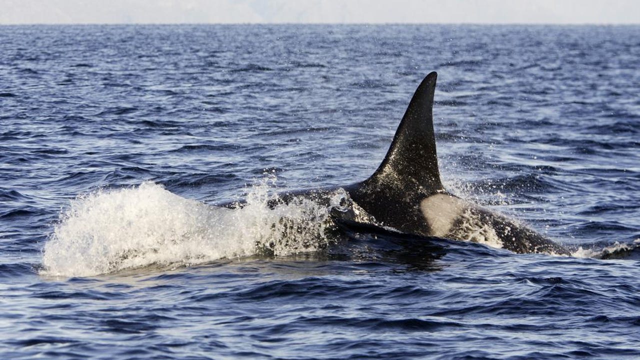 Dos veleros, inutilizados tras ser embestidos por orcas frente a la costa gallega