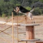 La certificación se basa en tres pruebas: la primera, para el perro; la segunda, para el adiestrador, y la última, para ambos
