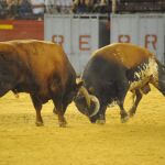 Pelea entre dos astados de Miura, ayer en la desencajonada en Valencia